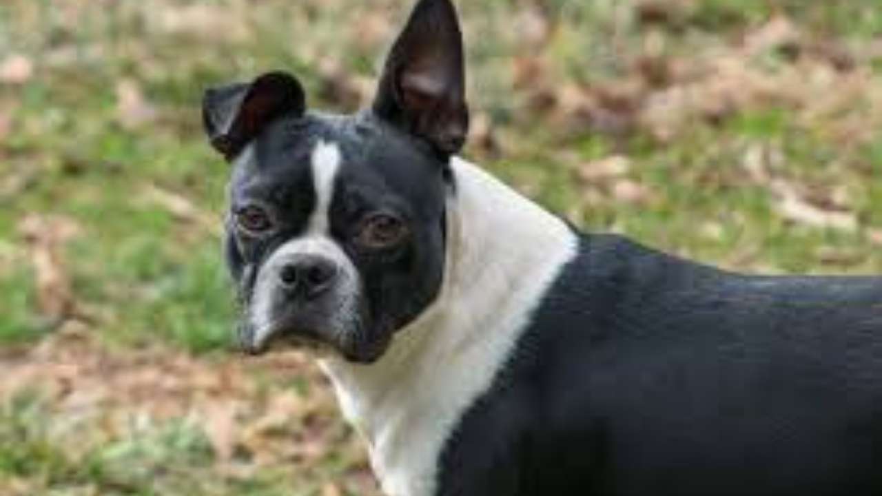 Boston Terrier