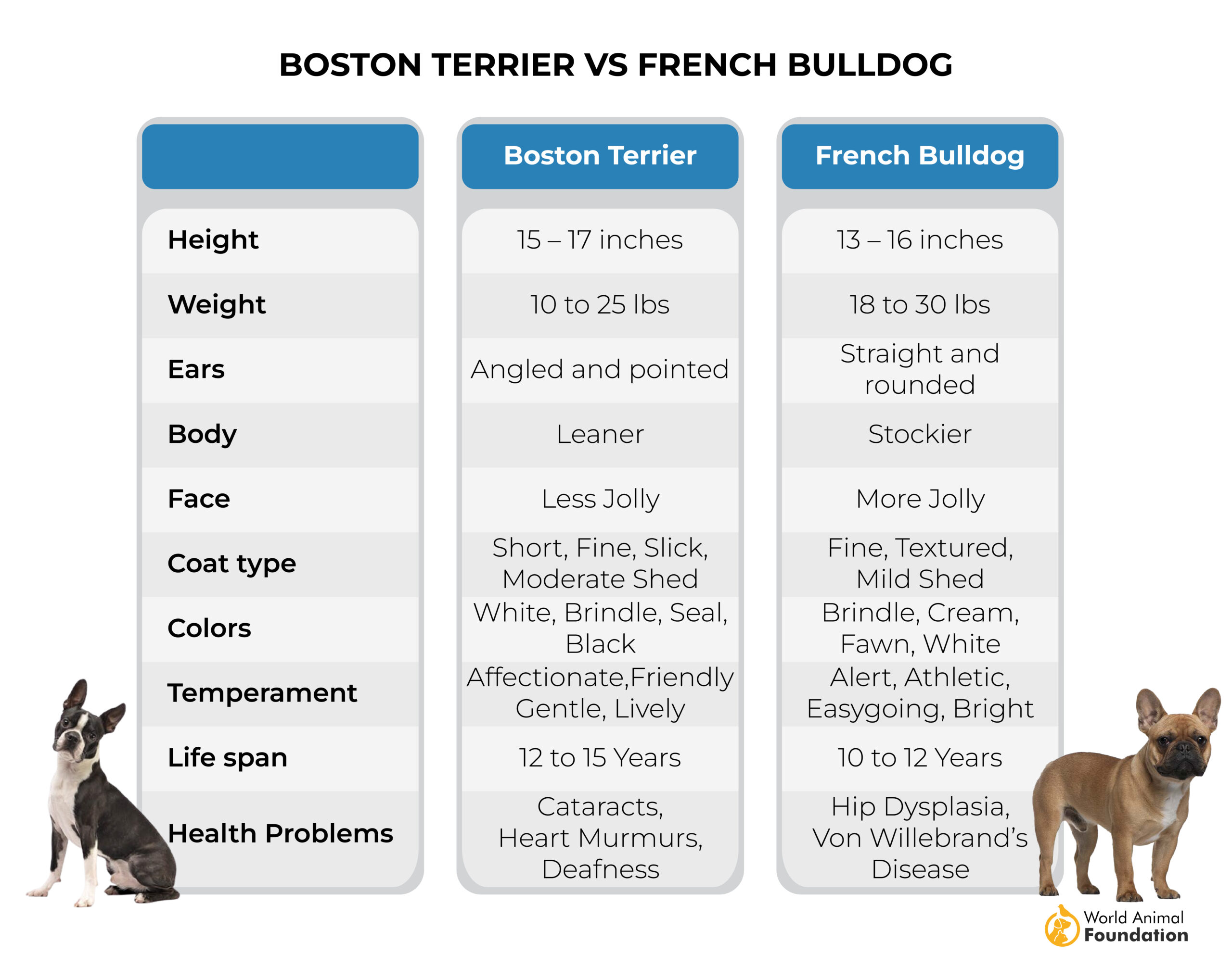 Boston Terrier vs French Bulldog-01