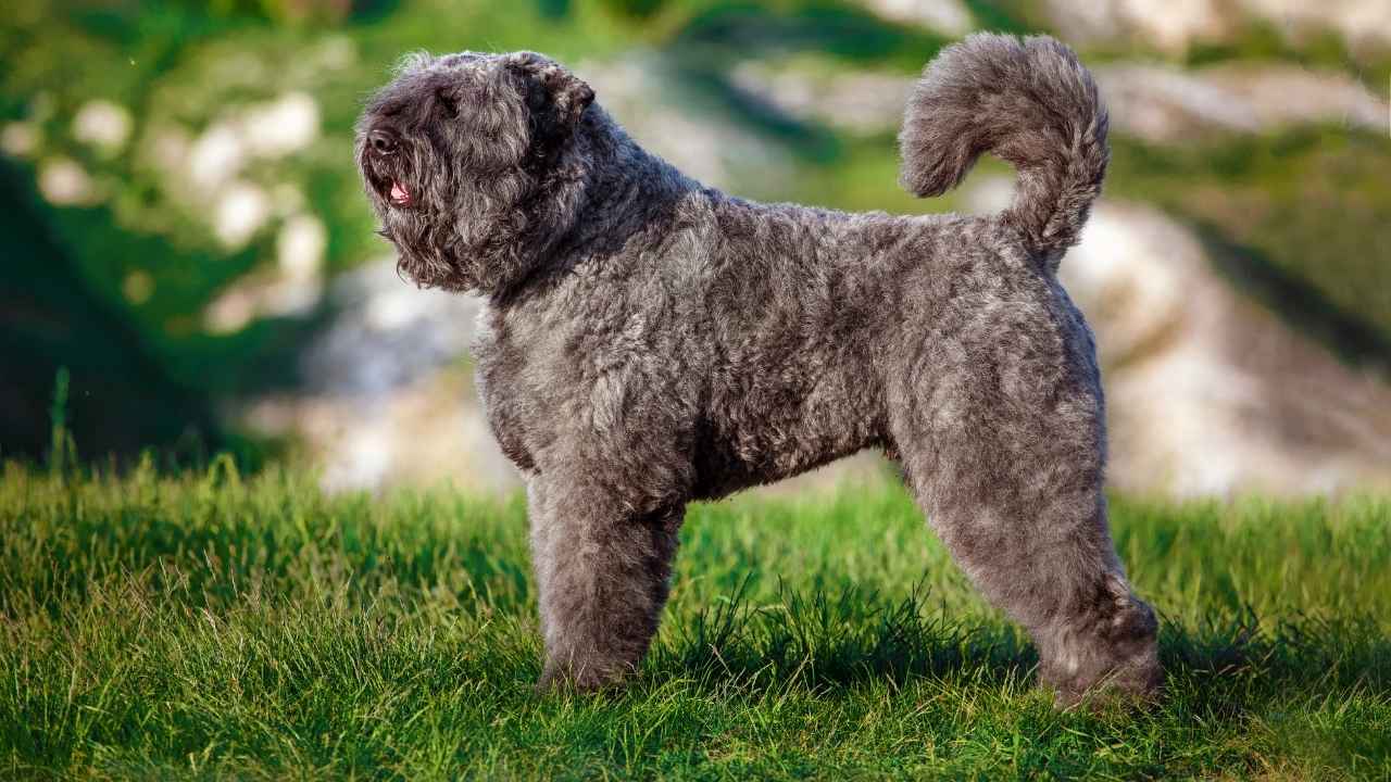 Bouvier Des Flandres