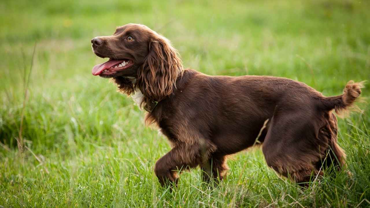 Boykin Spaniel