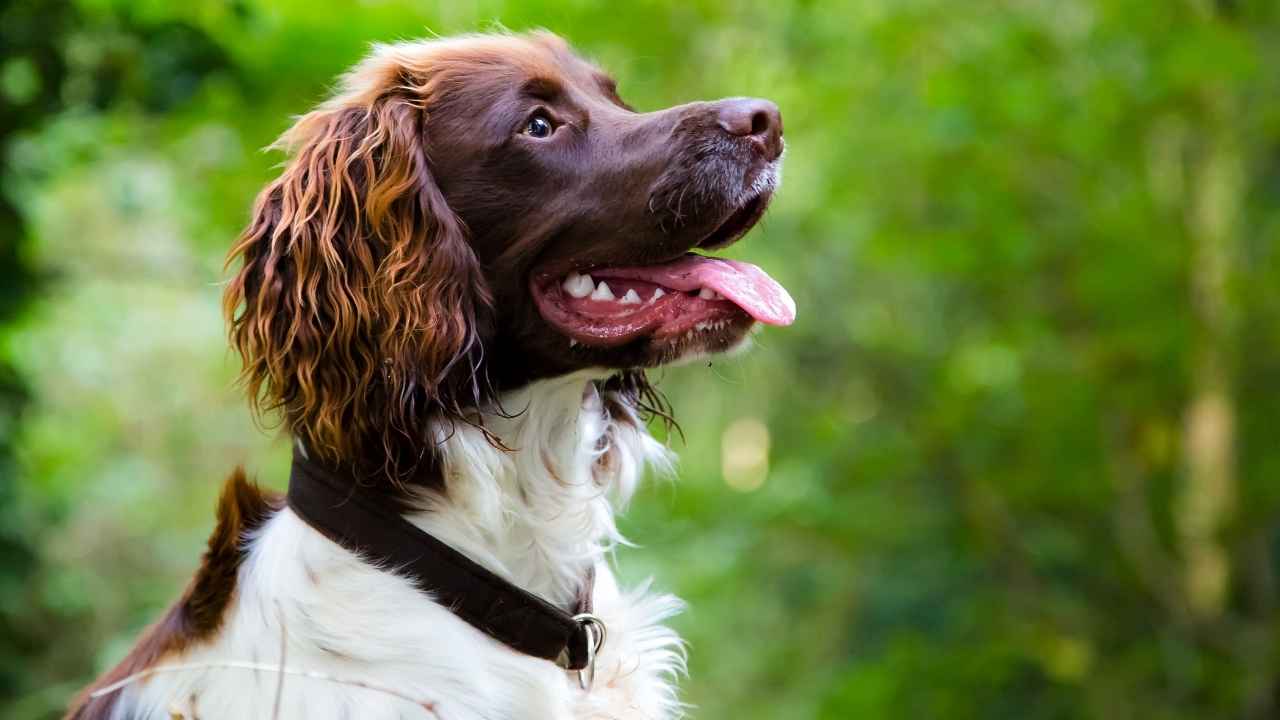 Boykin Spaniel