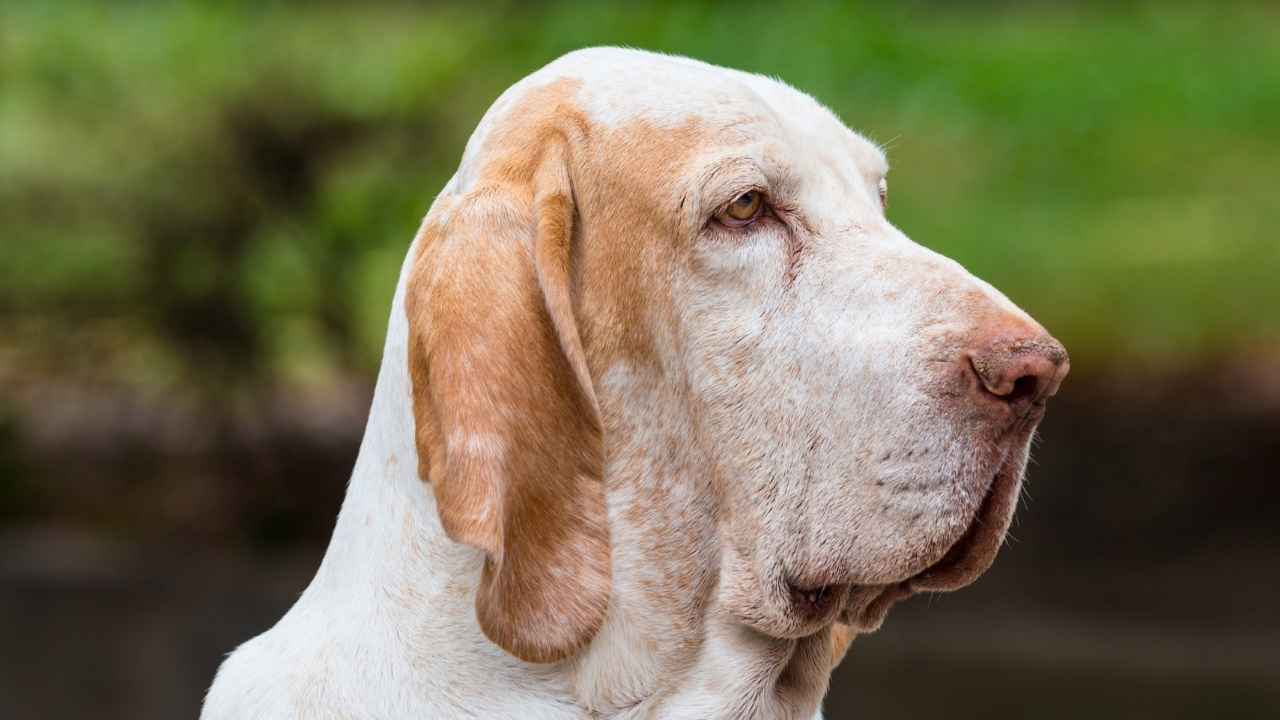 Bracco Italiano