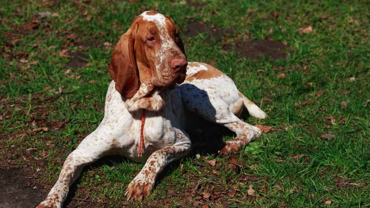 Bracco Italiano