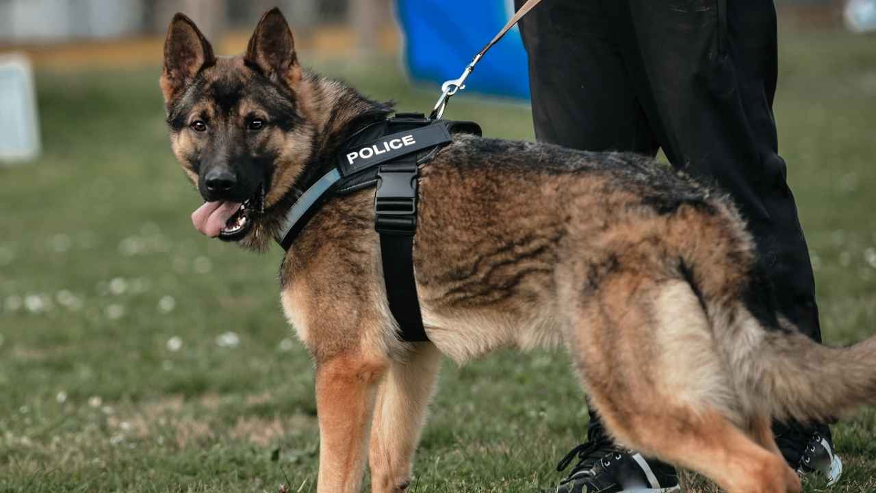 9 Most Common Brave Police Dog Breeds EN Pet YOLO 9 Most Common Brave Police Dog Breeds EN Pet YOLO