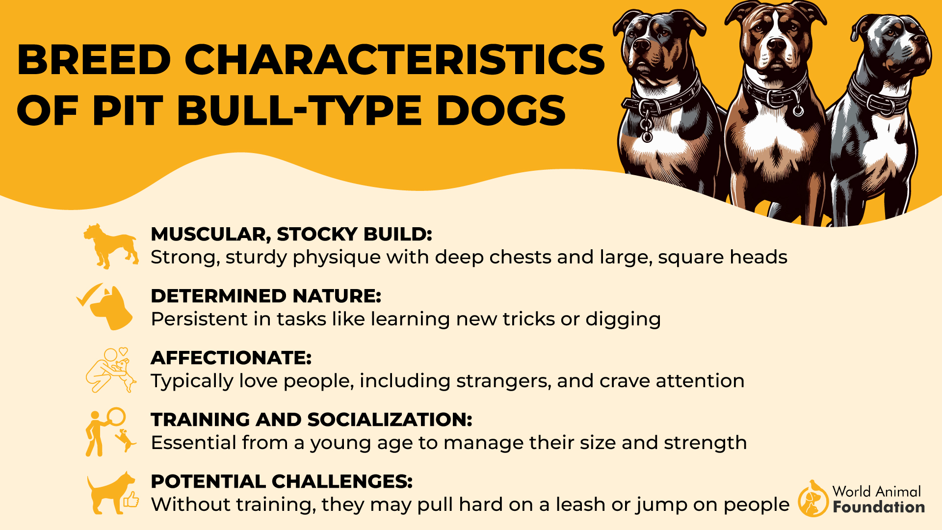 Breed Characteristics of Pit Bull-Type Dogs-01