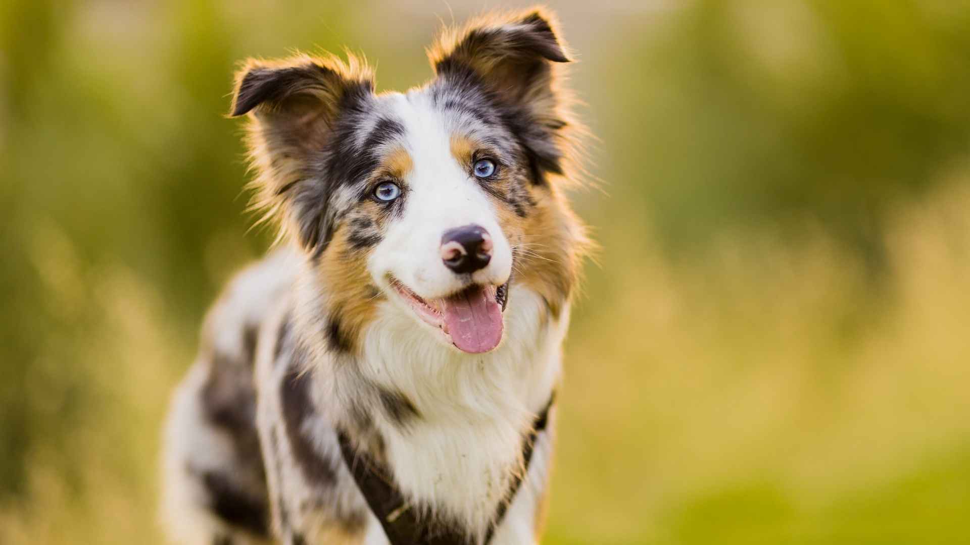 Breeds With the Least Health Issues Youll Love