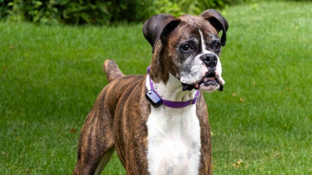 Brindle Boxer