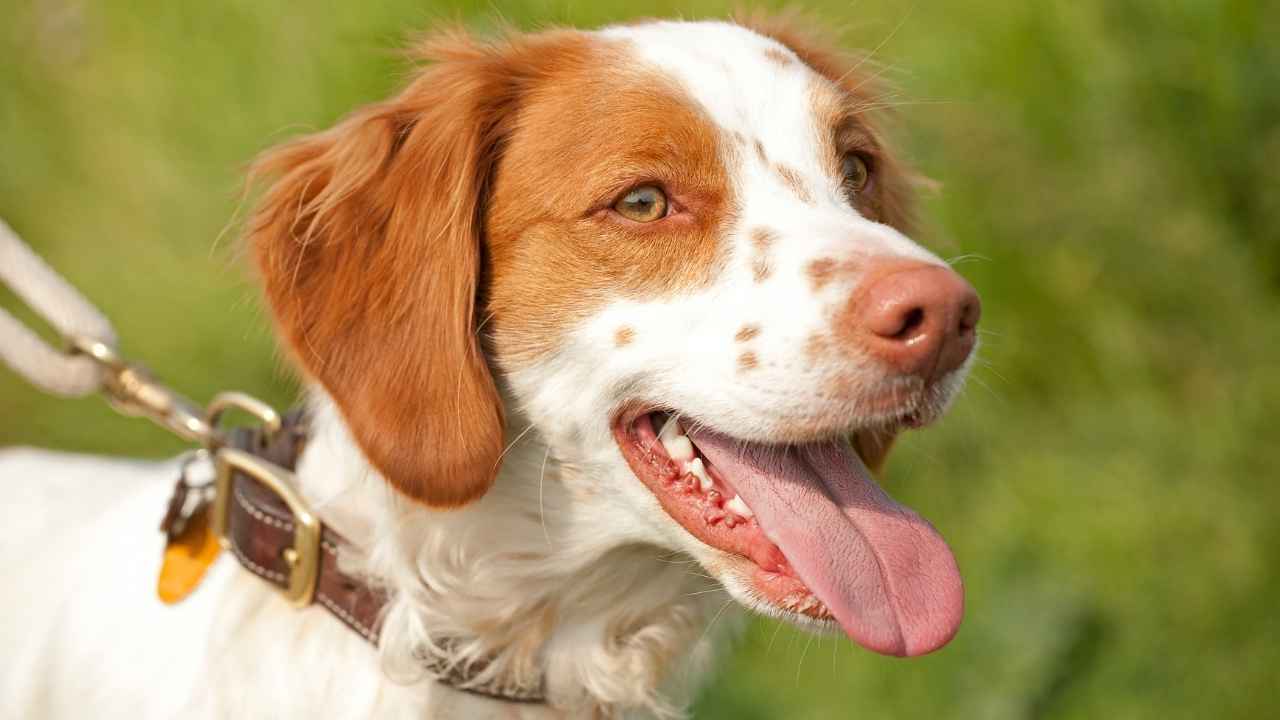 Brittany Spaniel