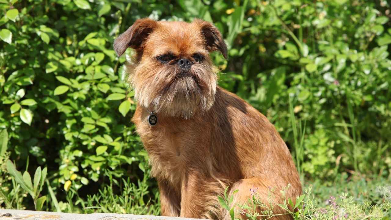 Brussels Griffon