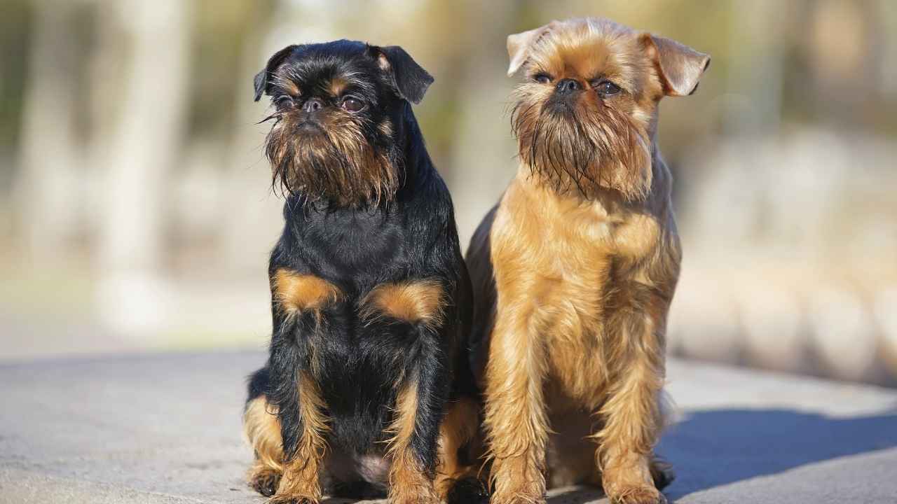 Brussels Griffon