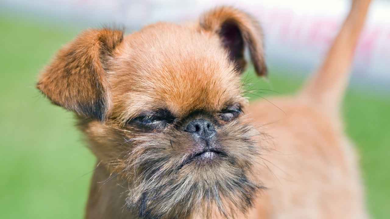 Brussels Griffon