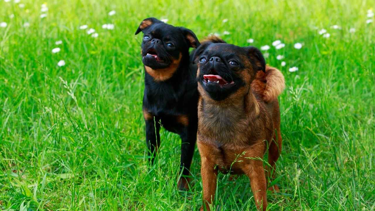 Brussels Griffon