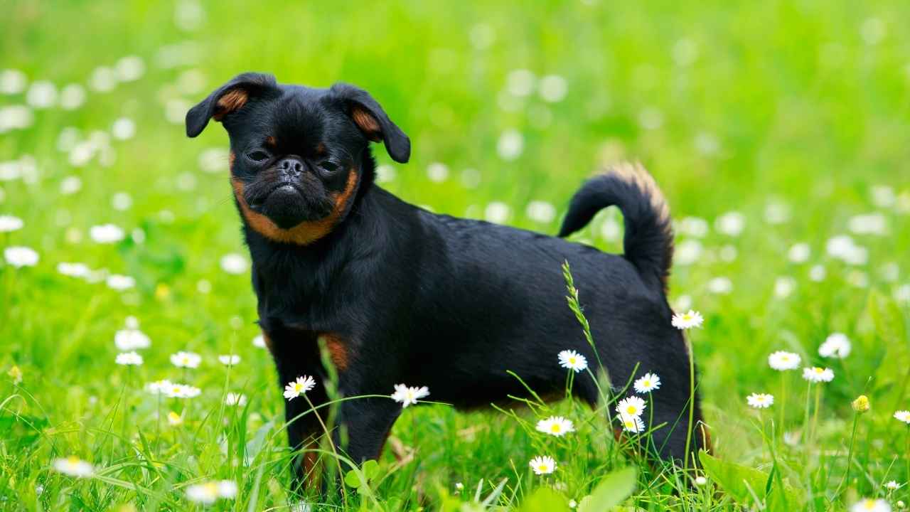 Brussels Griffon