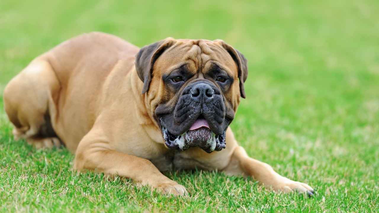 Bull Mastiff