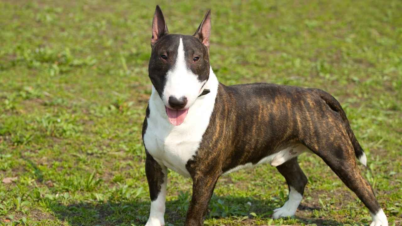 Bull Terrier