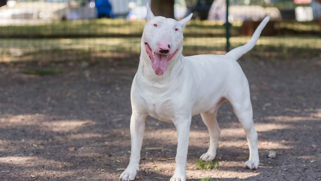 Bull Terrier