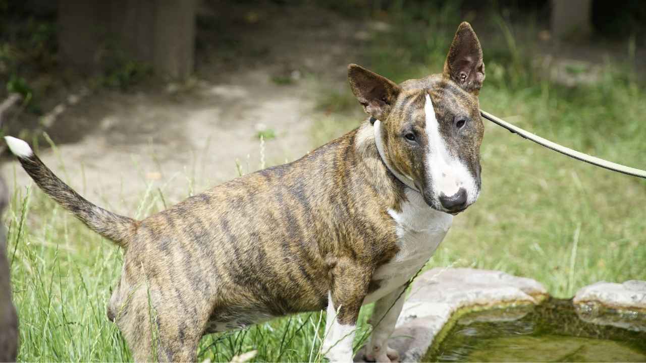 Bull Terrier