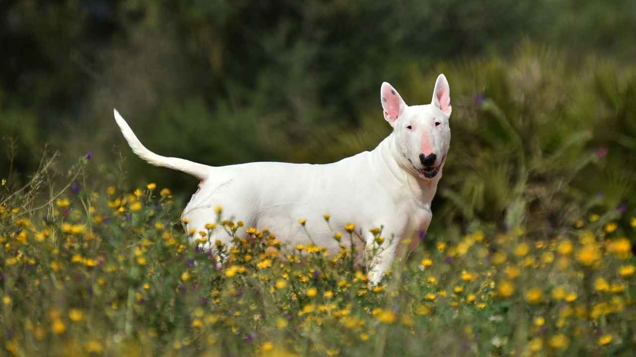 Bull Terrier