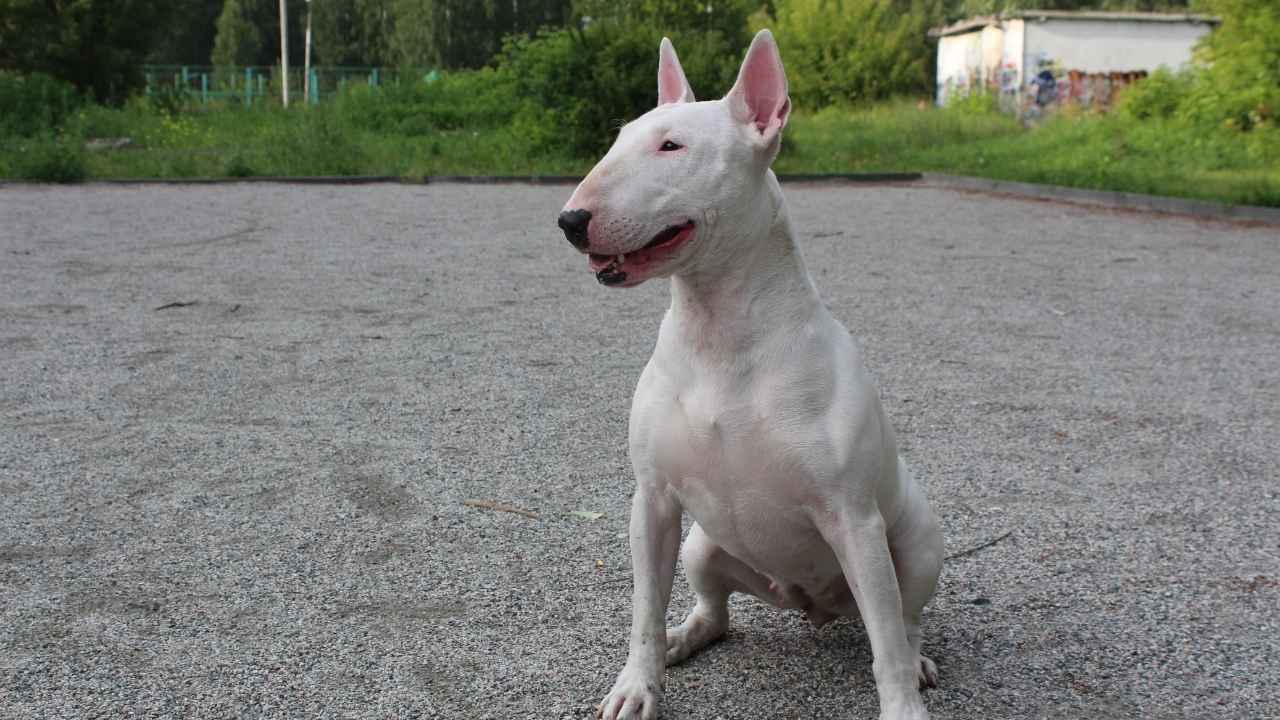 Bull Terrier