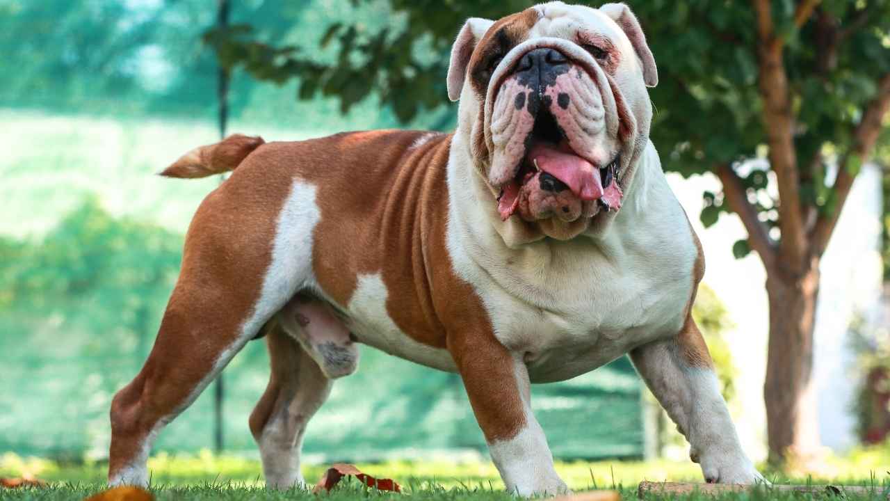 Bulldog