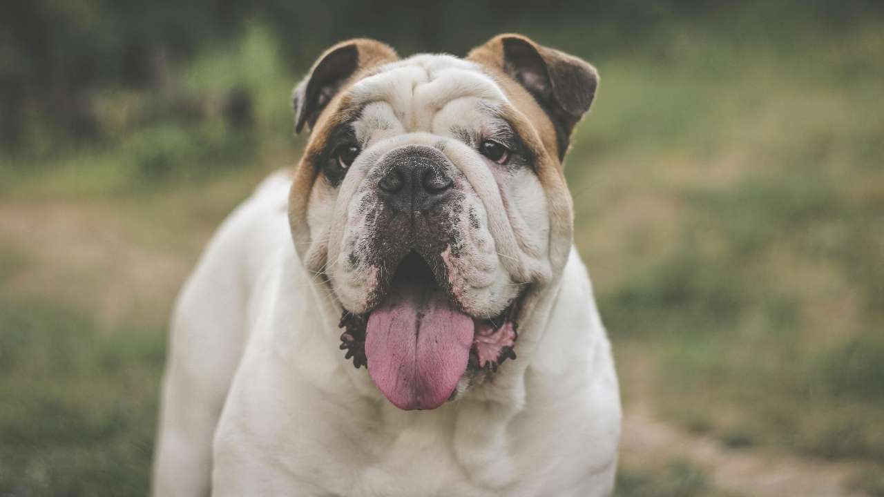 Bulldog