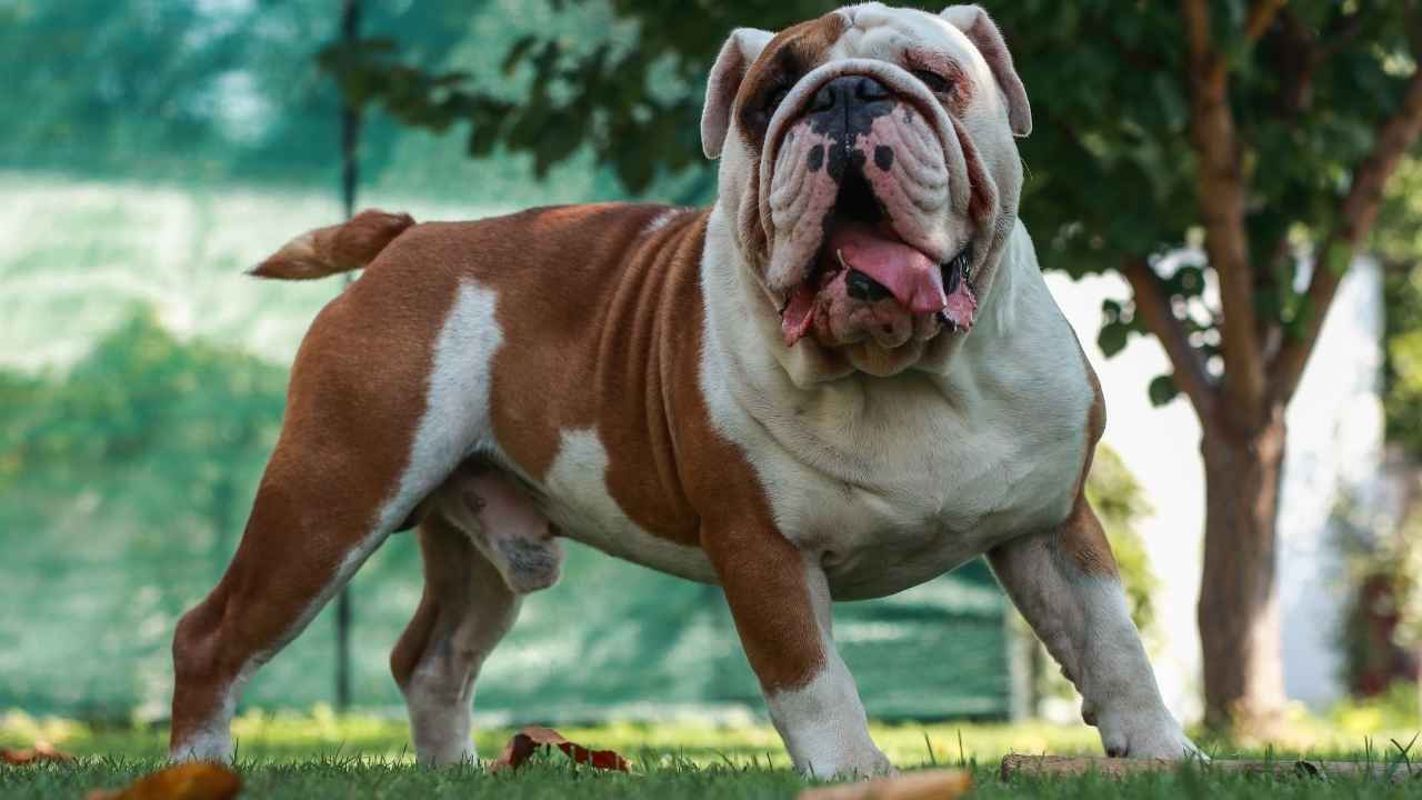 Bulldog