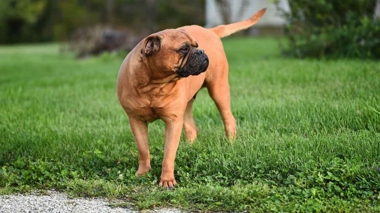 Bullmastiff