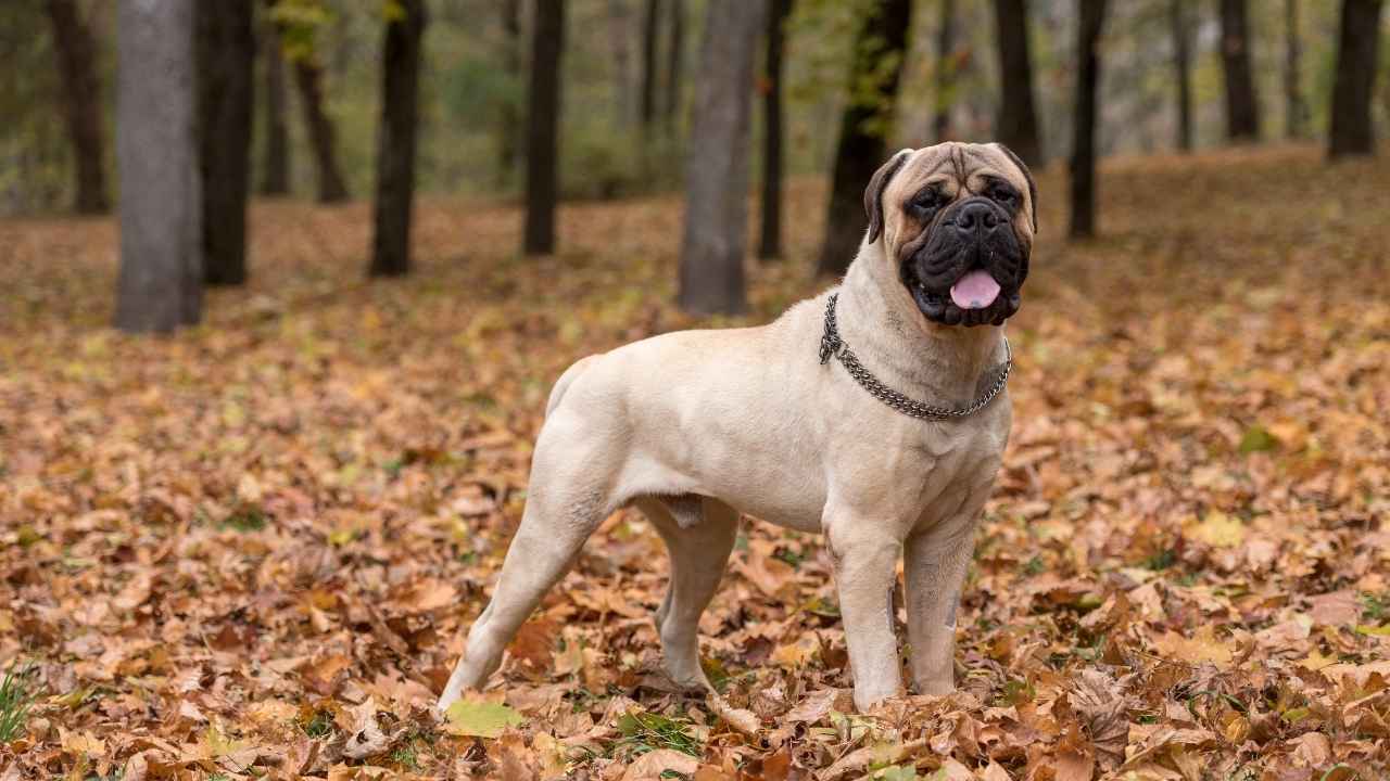 Bullmastiff