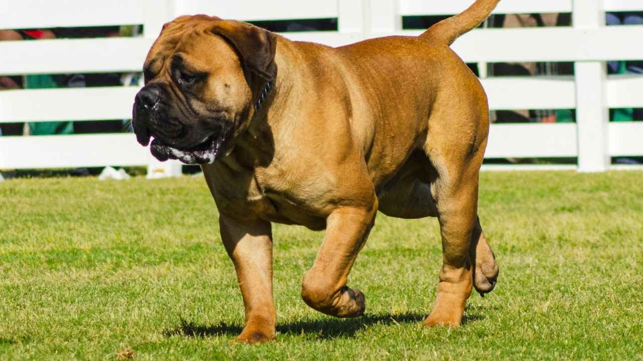 Bullmastiff