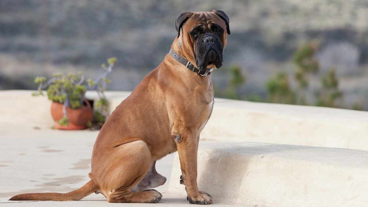 Bullmastiff