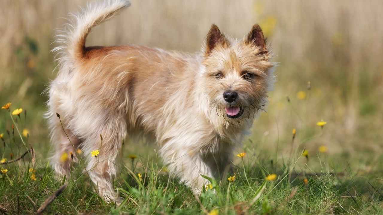 Cairn Terrier