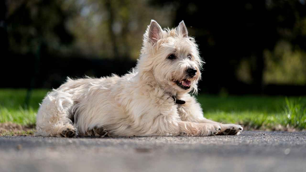 Cairn Terrier