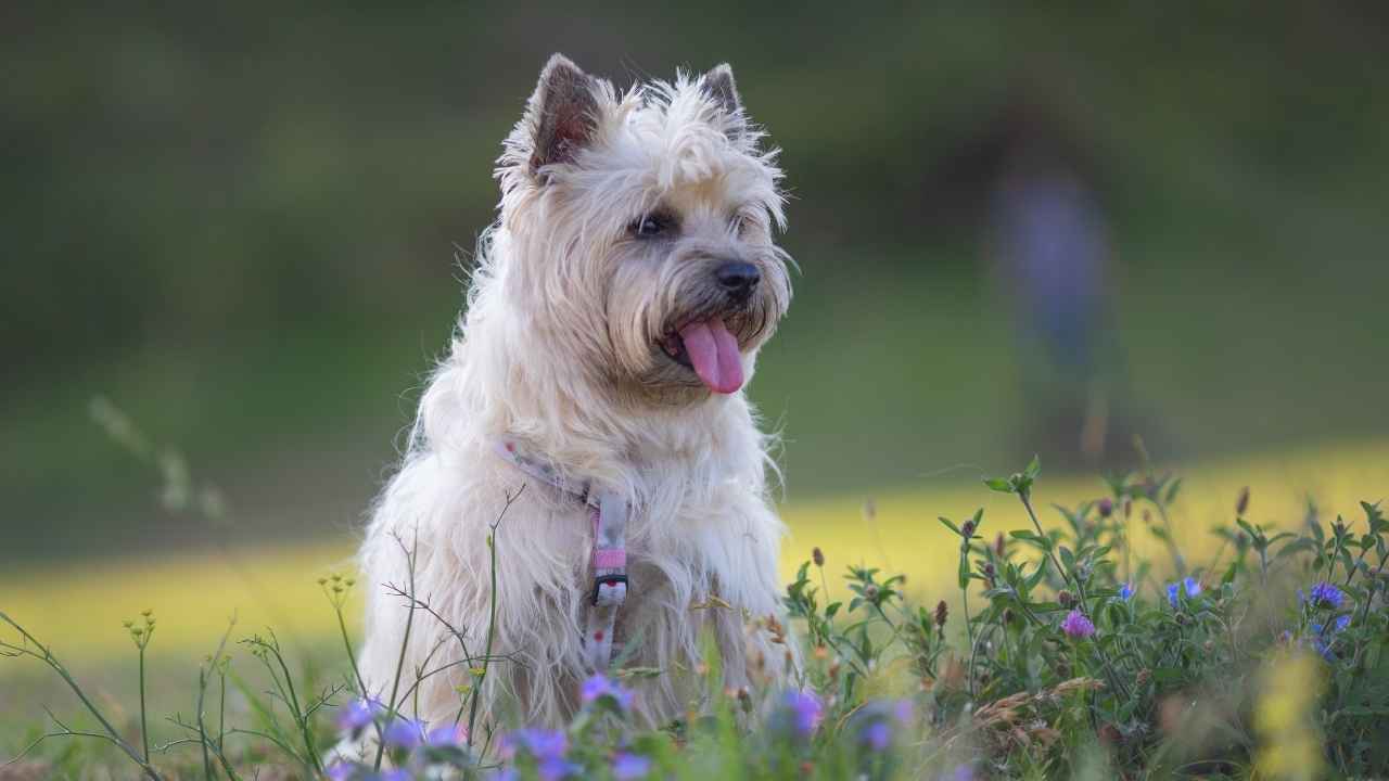 Cairn Terrier