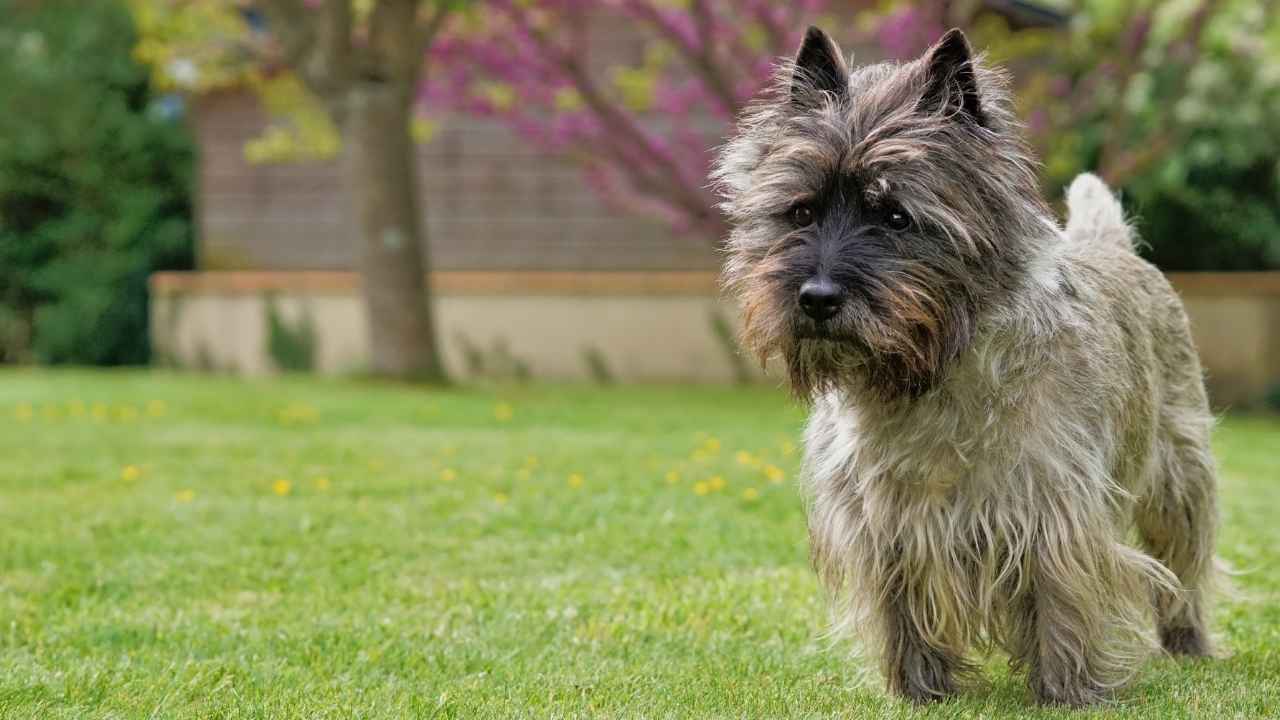 Cairn Terrier