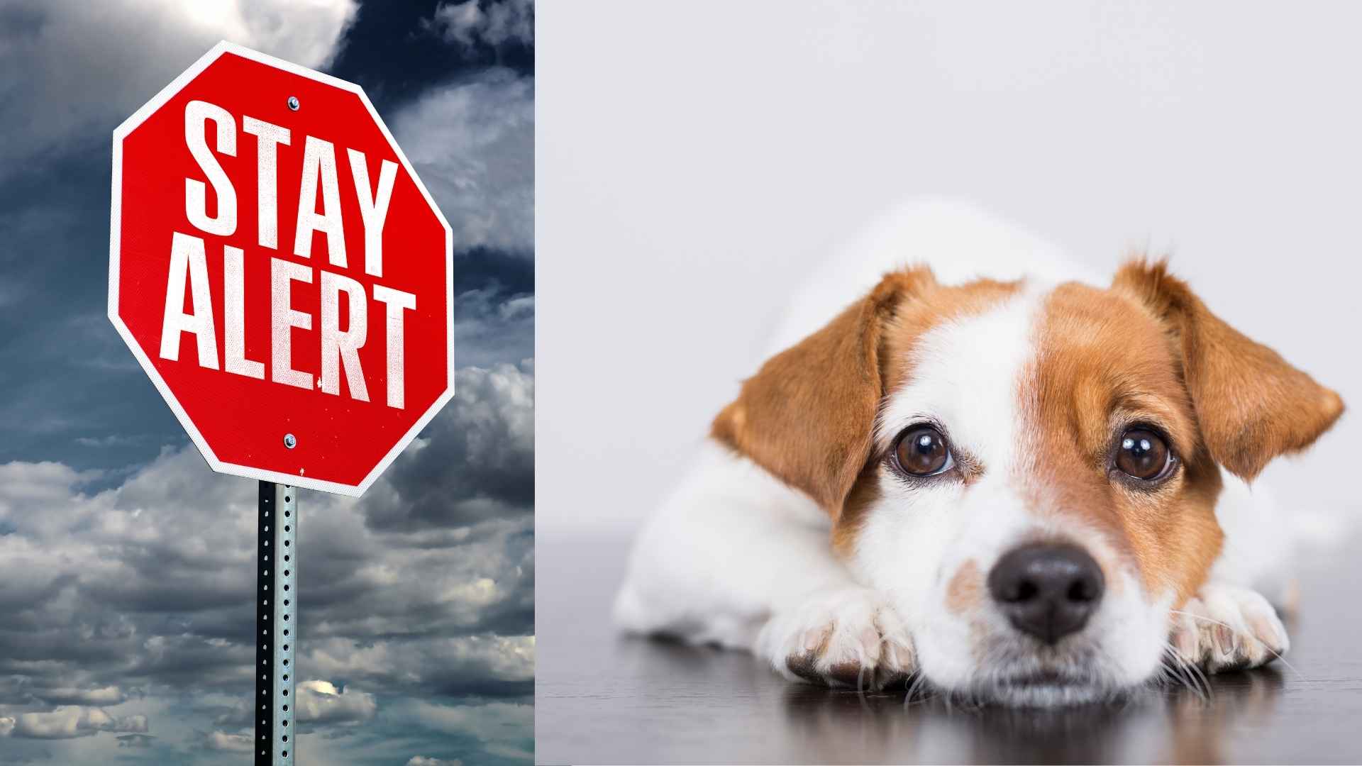 Calming an Anxious Dog During Red Flag Alerts and Evacuations