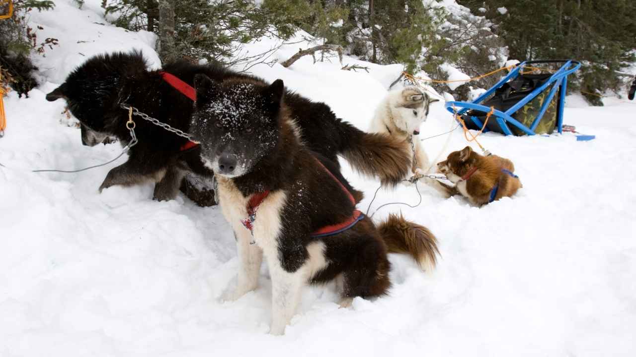 Canadian Eskimo Dog