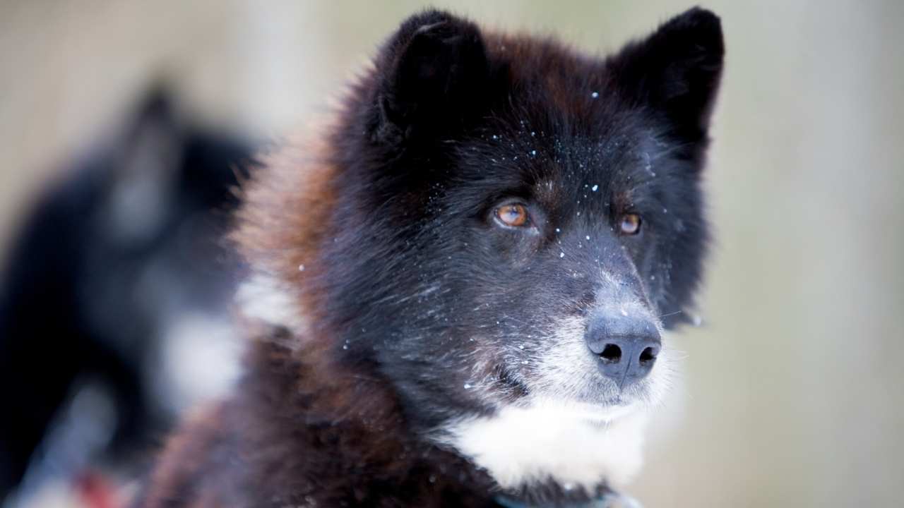 Canadian Eskimo Dog