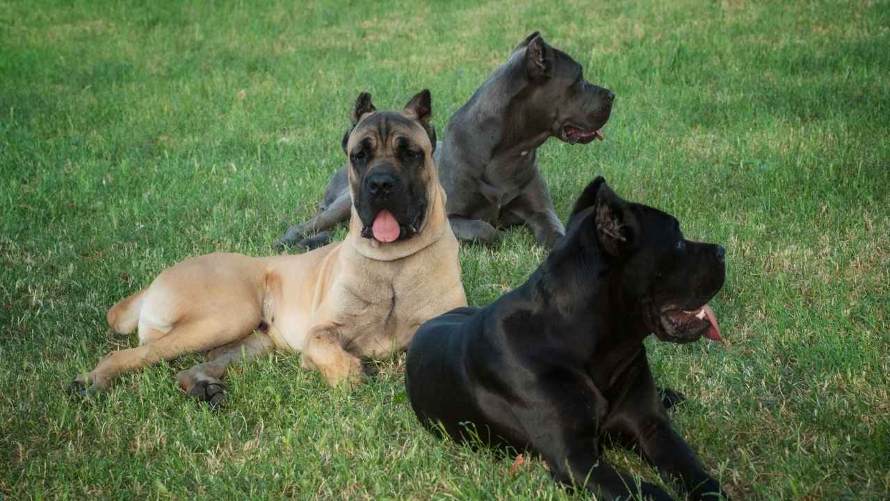 Cane Corso