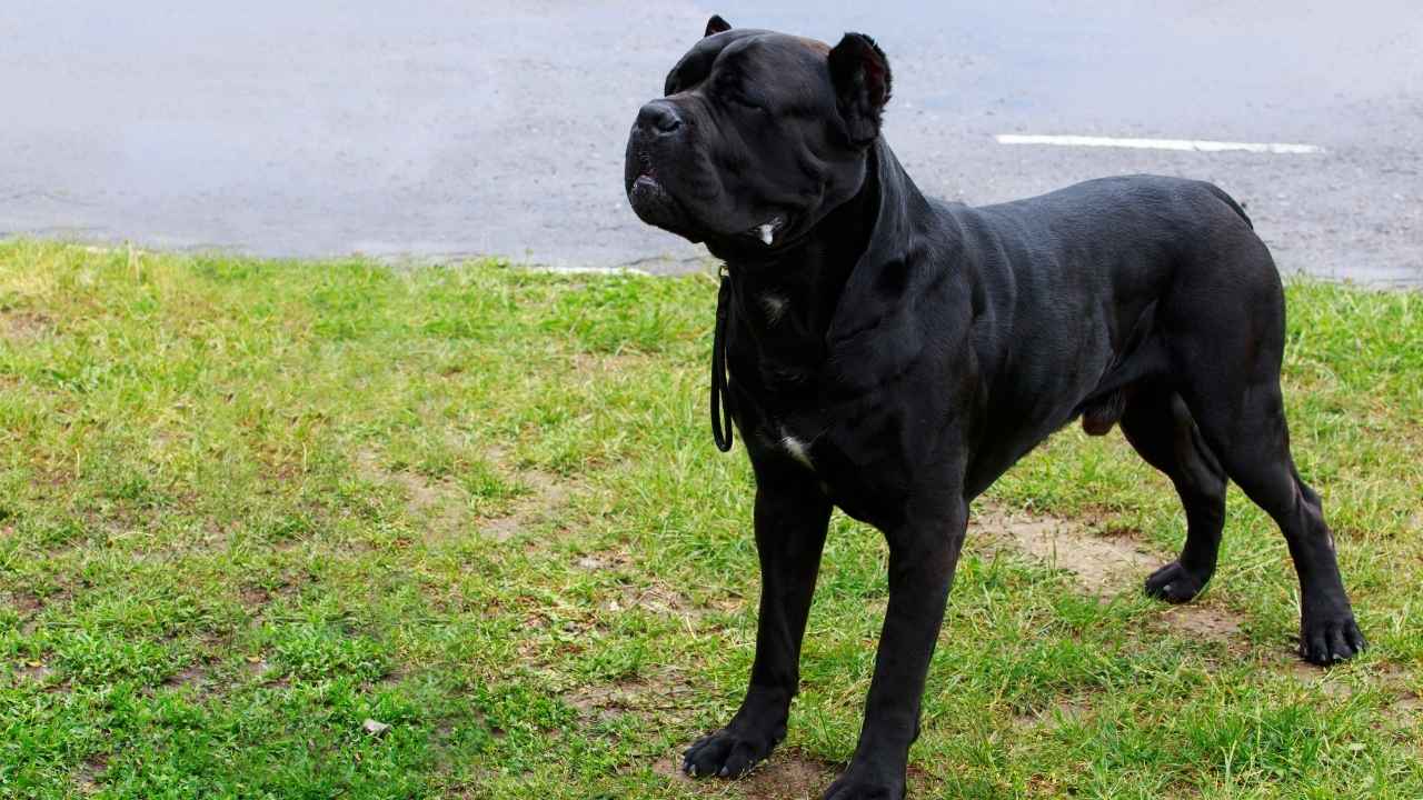 Cane Corso