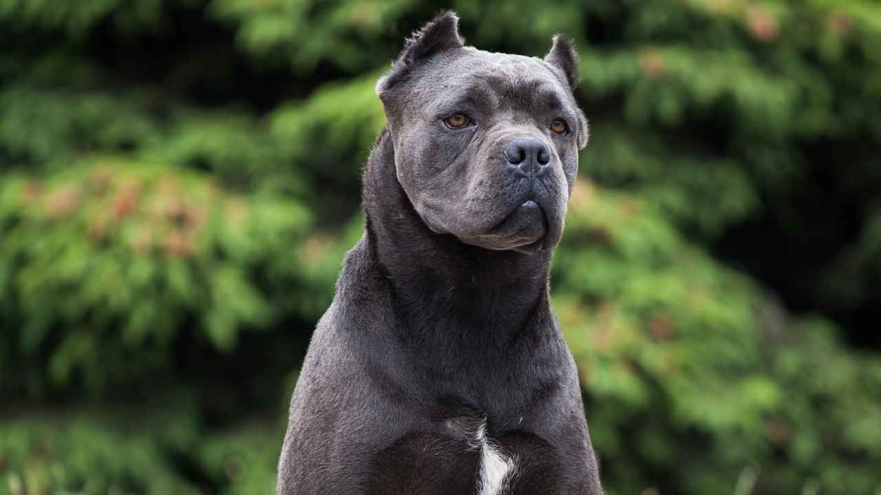 Cane Corso