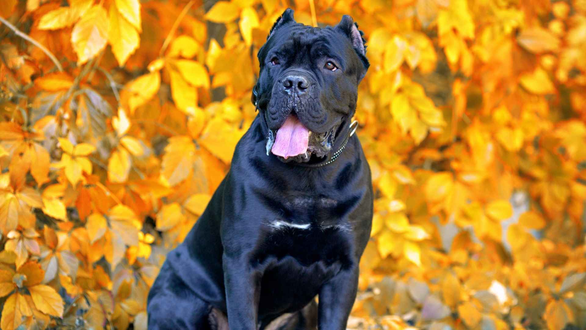 Cane Corso Mix Dog Breeds