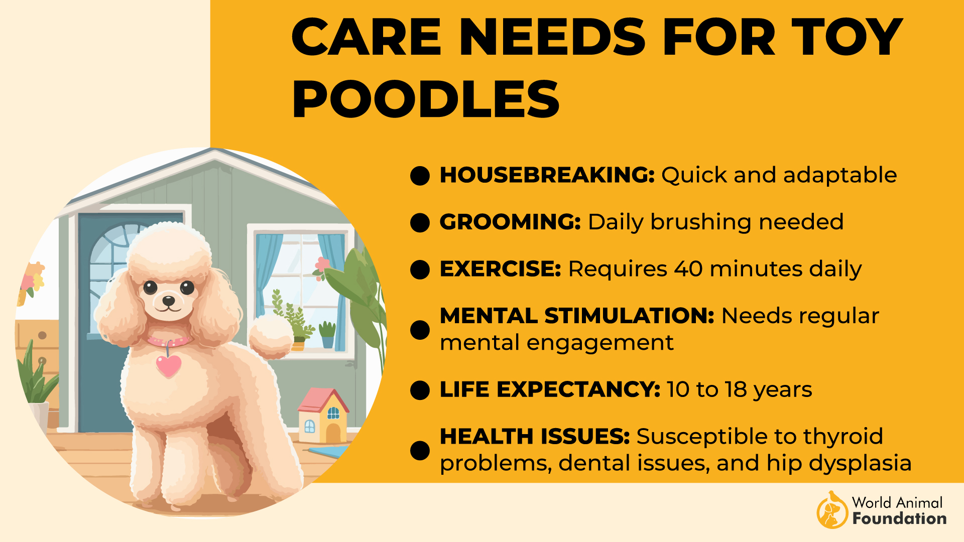 Care Needs for Toy Poodles-01