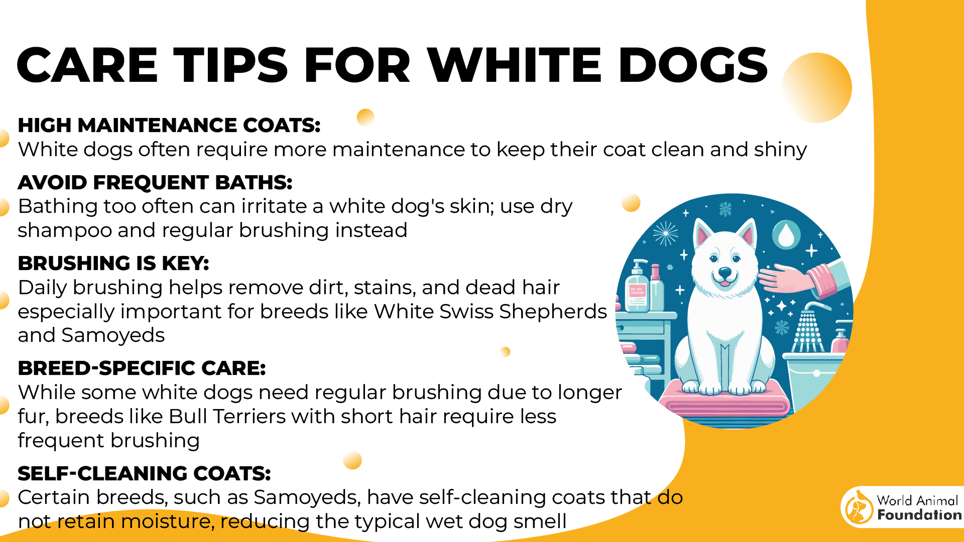 Care Tips for White Dogs-01