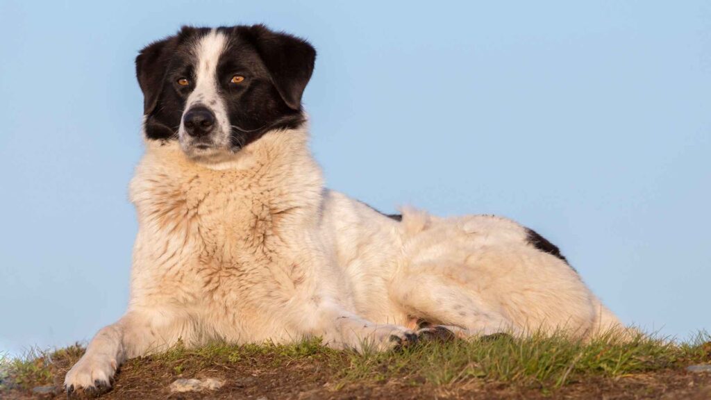 Carpathian Shepherd