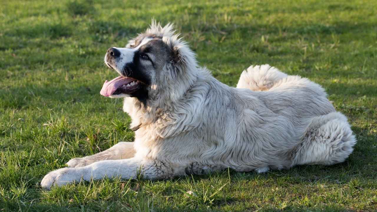 Caucasian Shepherd