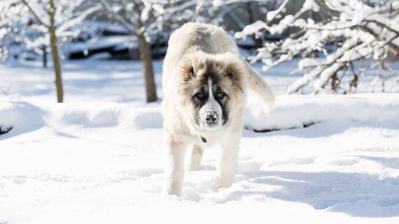 Caucasian Shepherd