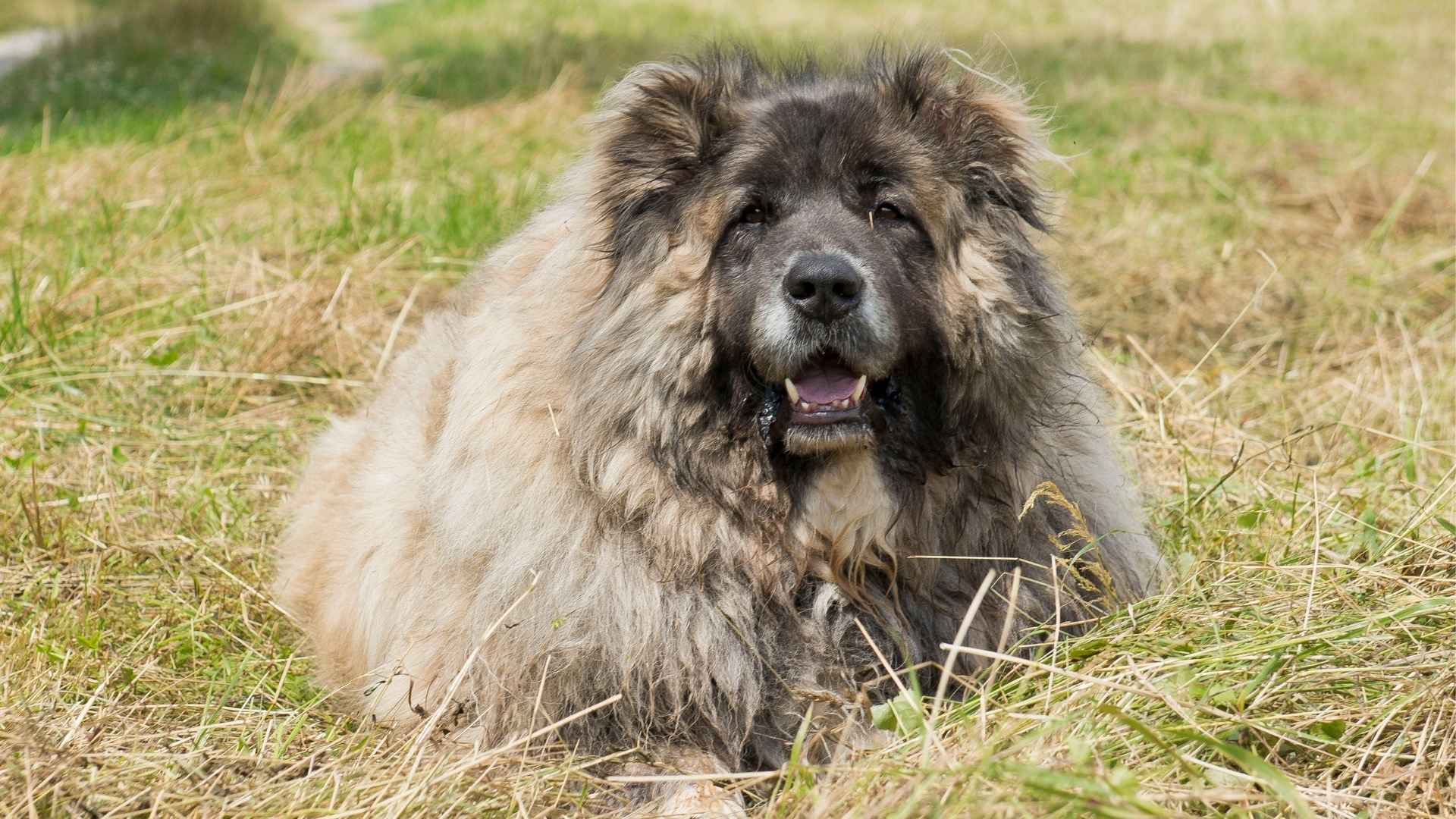 Caucasian Shepherd Dog