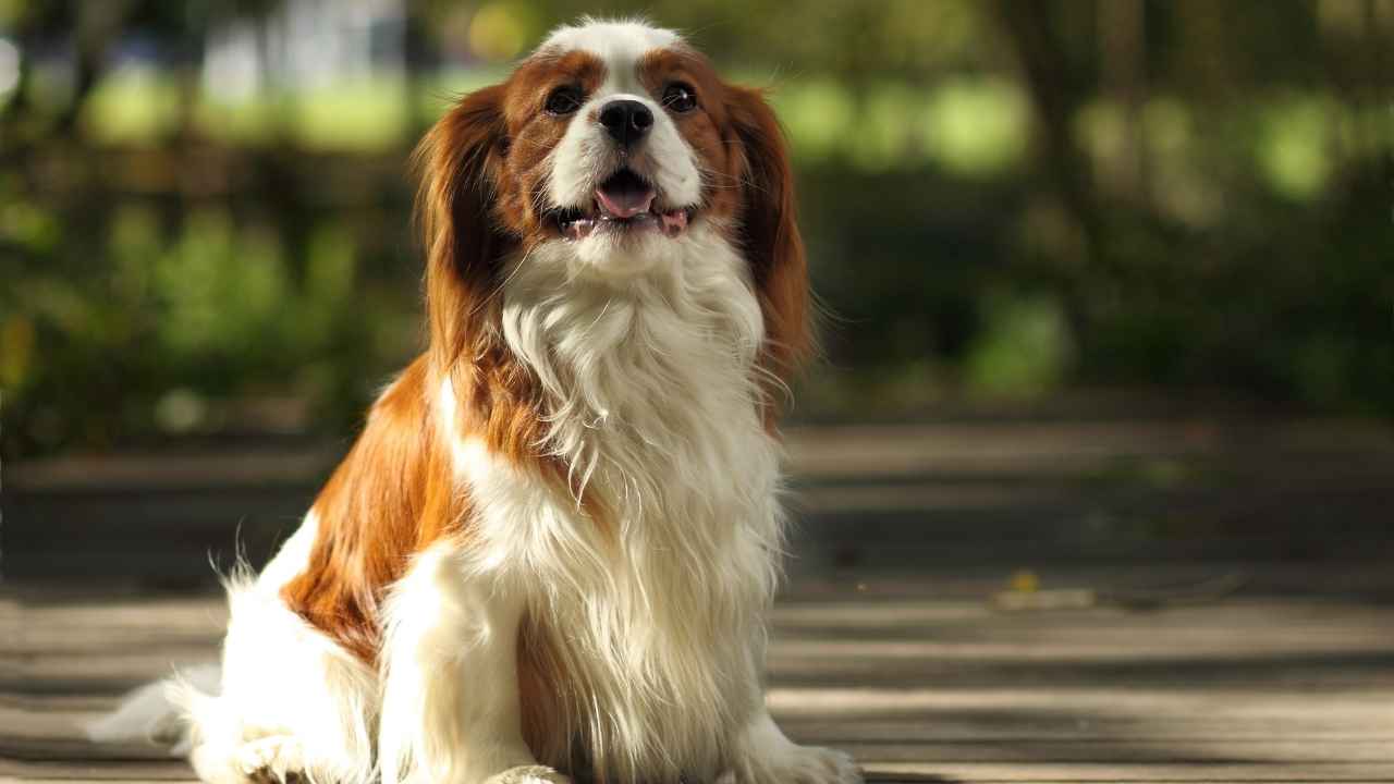 Cavalier King Charles Spaniel