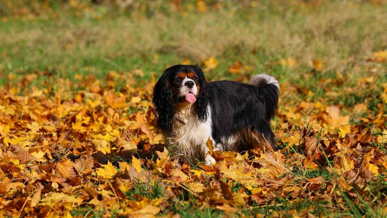 Cavalier King Charles Spaniel