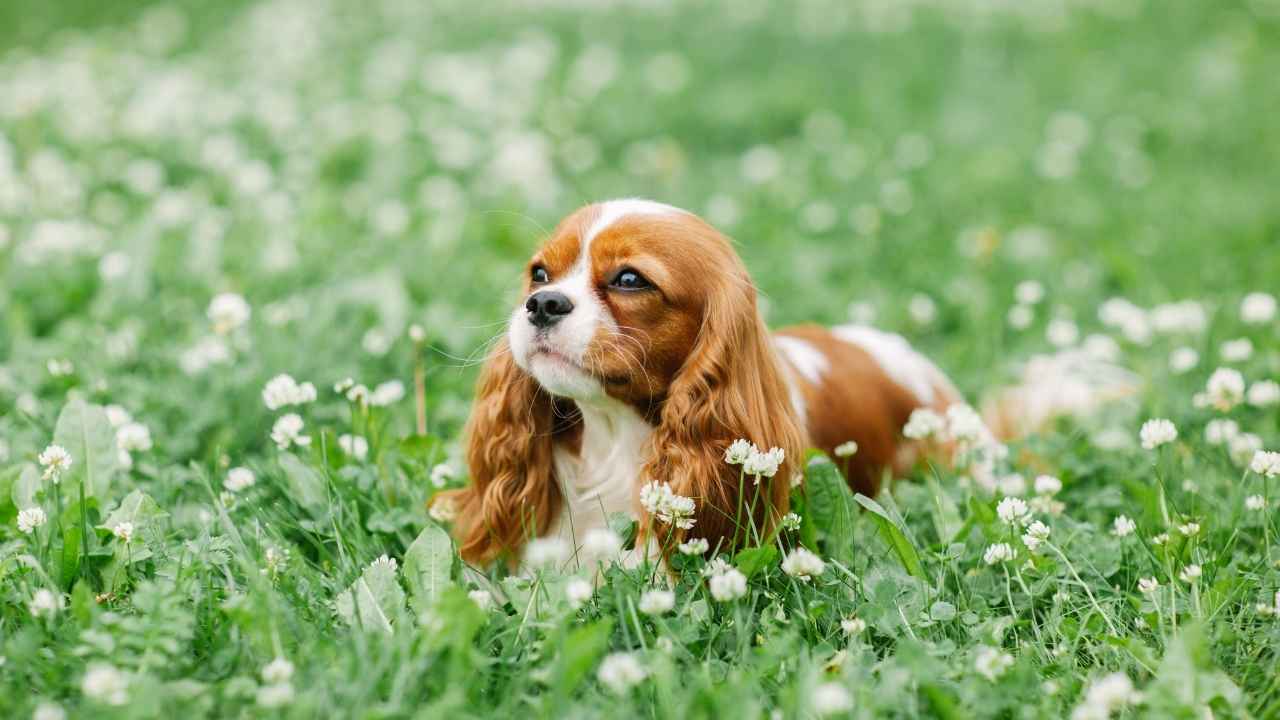 Cavalier King Charles Spaniel